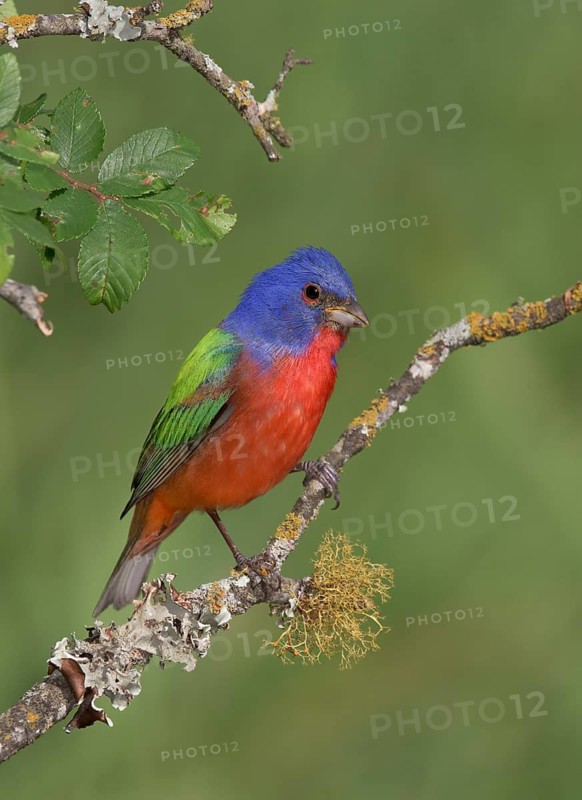 Painted Bunting (Passerina ciris) male perched on lichen branch, Texas, USA