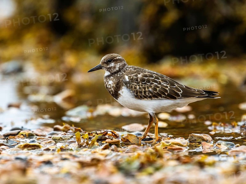 Ruddy Turnstone, Arenaria interpres