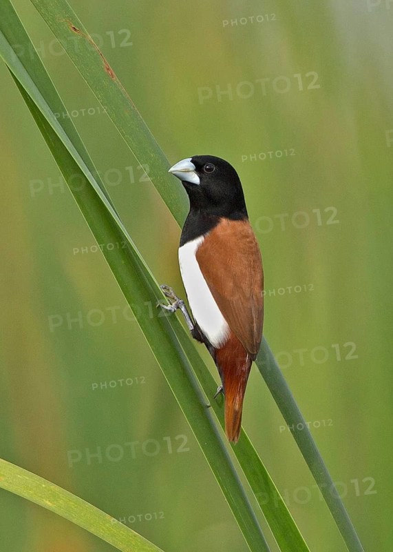 Tricolored Munia (Lonchura malacca), Sri Lanka