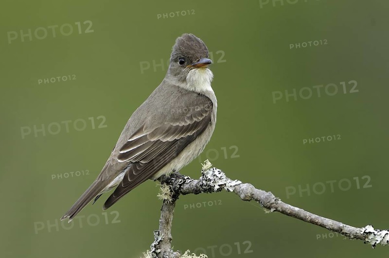 Olive-sided Flycatcher (Contopus cooperi), British Columbia, Canada