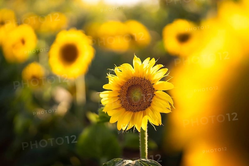 A vibrant sunflower stands tall in a sunlit field, surrounded by a blurred backdrop of other sunflowers, capturing the essence of warmth and summer beauty