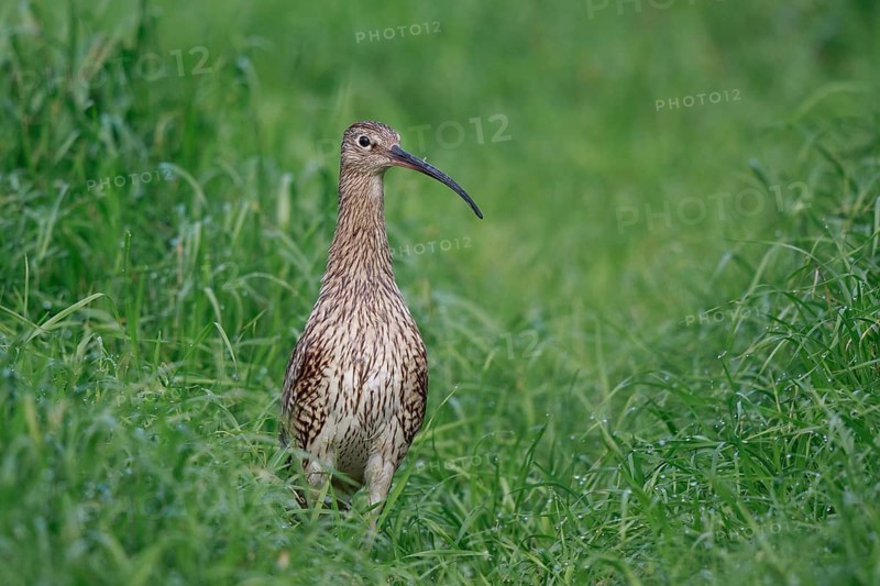 Eurasian Curlew (Numenius arquata) female, North Rhine-Westpalia, Germany