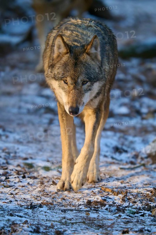 A wolf walking on a snow-covered forest path, winter, wolf (Canis lupus), Germany