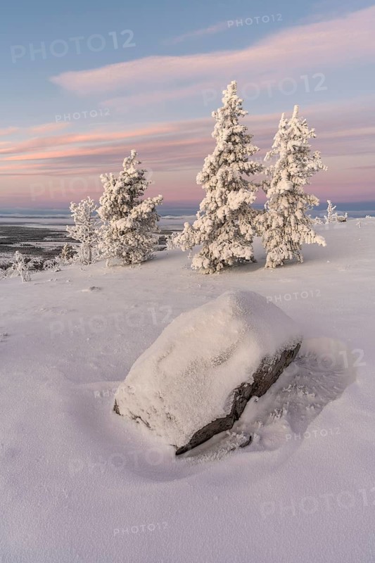 Snowy rock and spruce at dawn, Norrbotten, Lapland, Sweden, November 2020