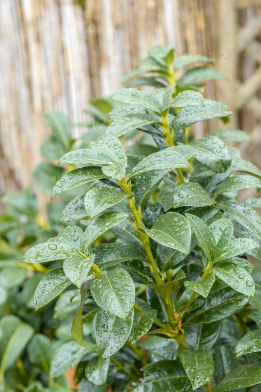 Laurel cherry (Prunus laurocerasus 'Kleopatra'), Werkmarkt Alt-Mittweida, Mittweida, Saxony, Germany