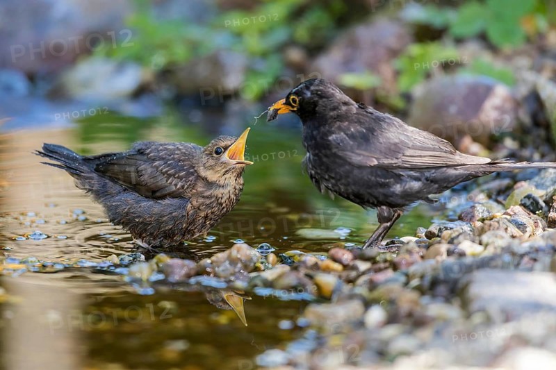 Common Blackbird (Turdus merula) male feeding young, Mecklenburg-Western Pomerania, Germany