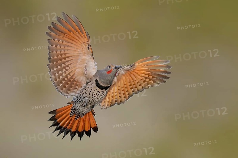 Northern Flicker (Colaptes auratus) male flying, British Columbia, Canada