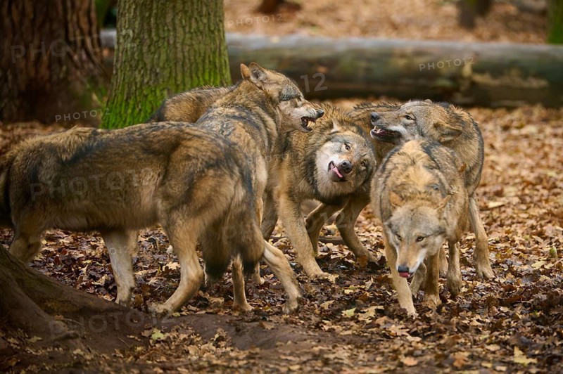 A group of wolves interacting in autumn forest, wolf (Canis lupus), Germany