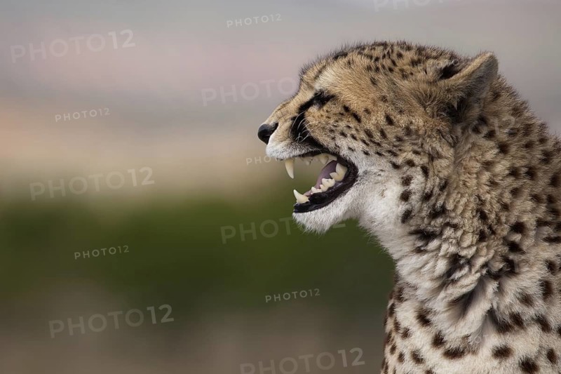 Cheetah (Acinonyx jubatus) captive, female hissing, Castile-La Mancha, Spain