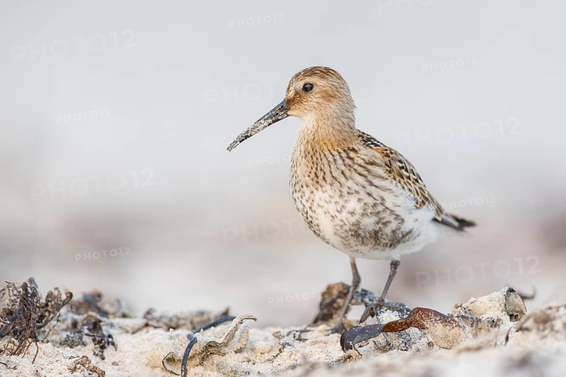 Alpenstrandläufer, Calidris alpina Dunlin, Calidris alpina