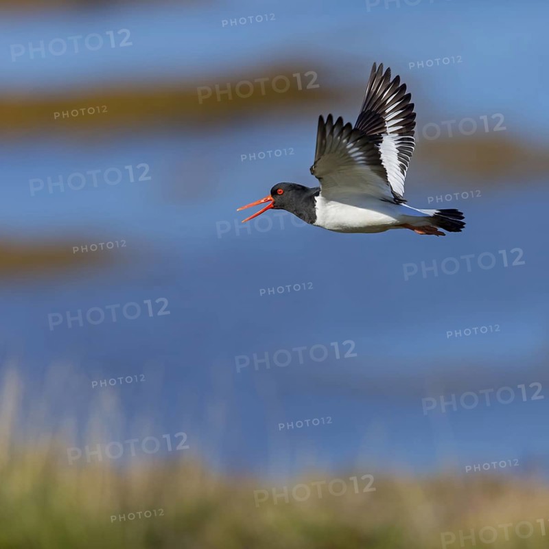 Oystercatcher, (Haematopus ostralegus), animals, birds, flight recording, wader, gull, alcove bird, flight recording, Hjarðarholt, Vesturland, Iceland