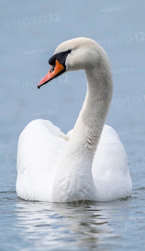 Mute swan (Cygnus olor) swimming on a pond, Thuringia, Germany