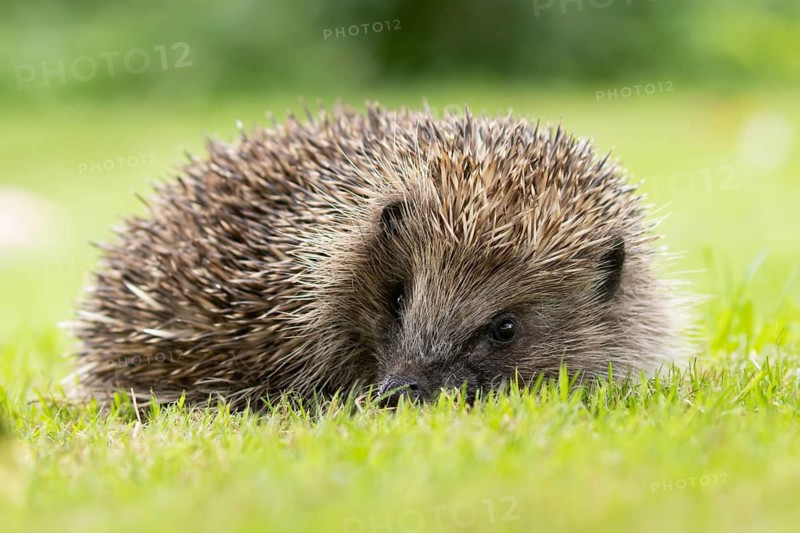 European hedgehog (Erinaceus europaeus) adult animal on a garden grass lawn in summer, England, United Kingdom