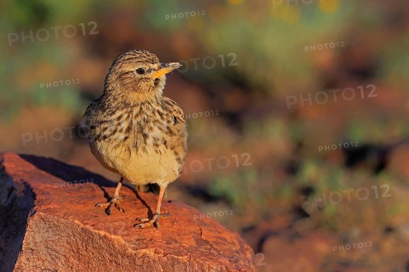 Bush Pipit (Anthus caffer), adult, on rocks, vigilant, Pilanesberg National Park, North West Province, South Africa, Africa, Germany
