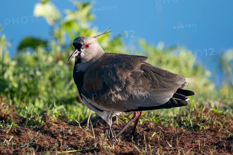 Bronze lapwing (Vanellus chilensis) protecting its young, only the legs of the young can be seen, Entre Rios, Argentina