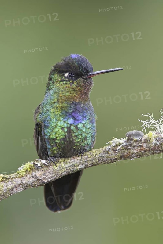 Fiery-throated Hummingbird (Panterpe insignis), Costa Rica
