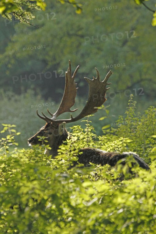 Fallow deer (Dama dama), A stag with impressive antlers rests between green plants in the forest with sun rays falling on it, Haltern, North Rhine-Westphalia, Germany, Captive