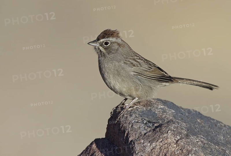 Rufous-crowned Sparrow (Aimophila ruficeps), New Mexico, USA
