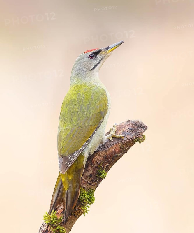 Grey-headed Woodpecker (Picus canus), male sitting on an old branch overgrown with moss, Wildlife, Animals, Birds, Woodpeckers, Siegerland, North Rhine-Westphalia, Germany