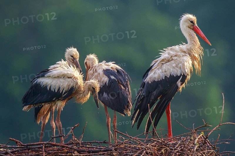 White Stork (Ciconia ciconia) with juveniles in nest after a heavy rain shower, North Rhine-Westphalia, Germany