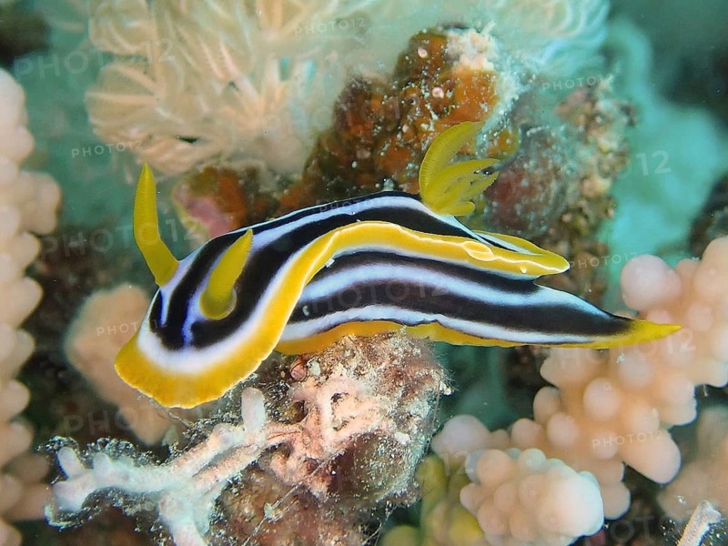African star snail (Chromodoris africana)