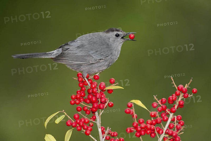 Grey Catbird (Dumetella carolinensis) feeding on red berries, Texas, USA