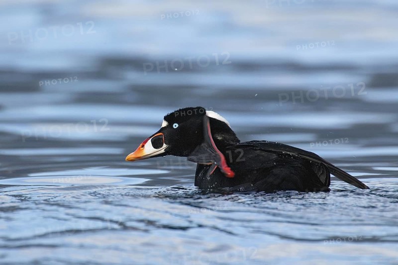 Surf Scoter (Melanitta perspicillata) male, British Columbia, Canada
