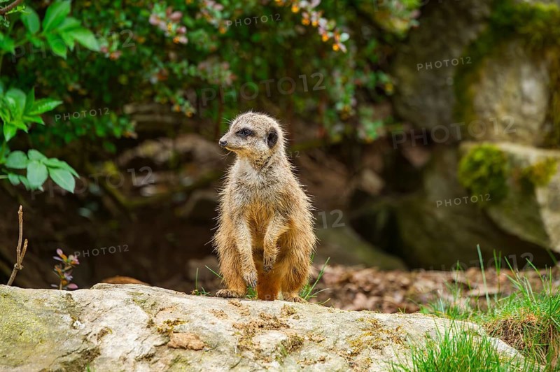 Meerkat (Suricata suricatta) standing on a rock looking around, curious, Germany