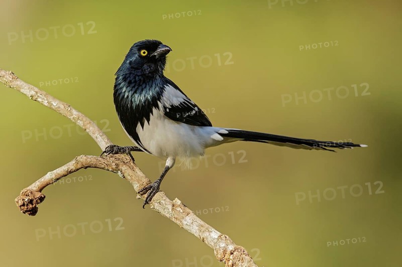 Magpie Tanager (Cissopis leverianus) perched on a branch in the Atlantic Rainforest Region of Brazil