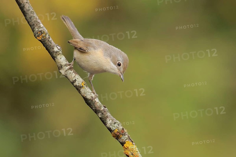 Subalpine Warbler (Sylvia cantillans) juvenile perched on a branch, Andalusia, Spain