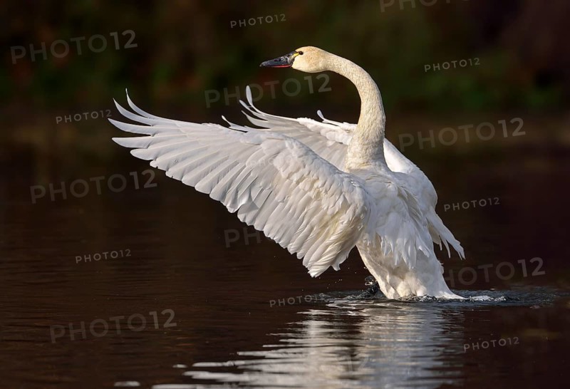 Tundra Swan (Cygnus columbianus)