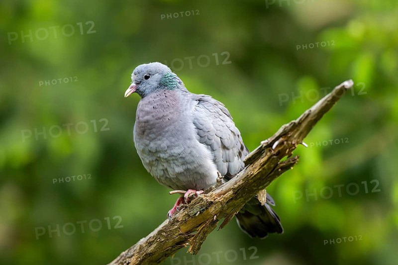 Common wood pigeon (Columba palumbus), dove, in a forest, Bavaria, Germany
