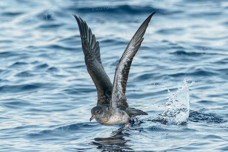 Pink-footed Shearwater (Ardenna creatopus) flying, California, USA