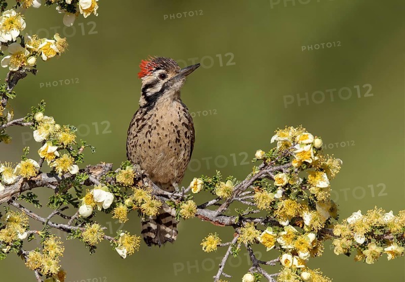 Ladder-backed Woodpecker (Dryobates scalaris) male perched on flowering branch, Arizona, USA