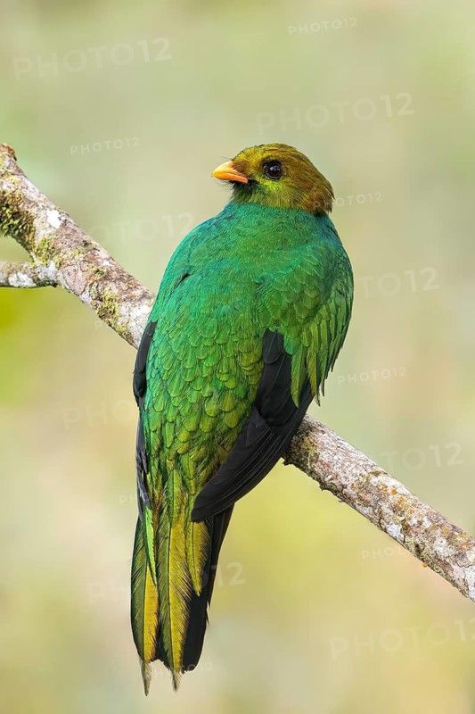 Golden-headed Quetzal (Pharomachrus auriceps) perched on a branch in Colombia, South America