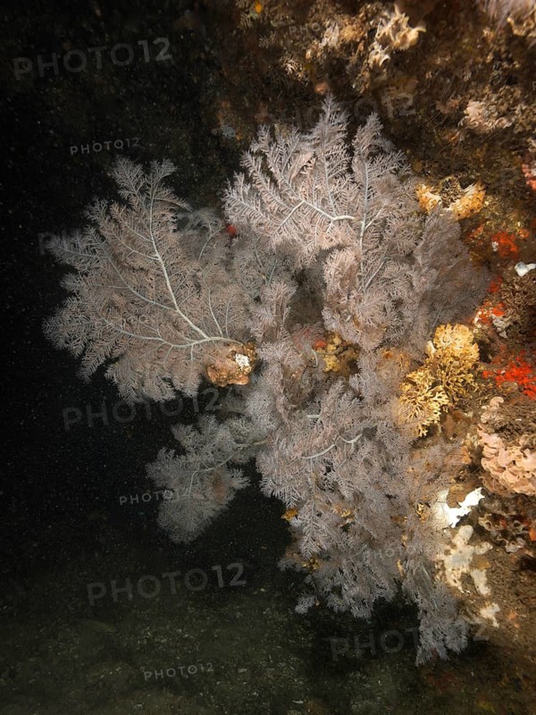 Christmas tree coral (Antipathes dendrochristos)