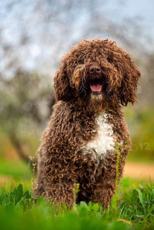 A cheerful Andalusian water dog sits in lush greenery, showcasing its curly brown fur and a joyful expression, perfect for pet enthusiasts and nature backgrounds