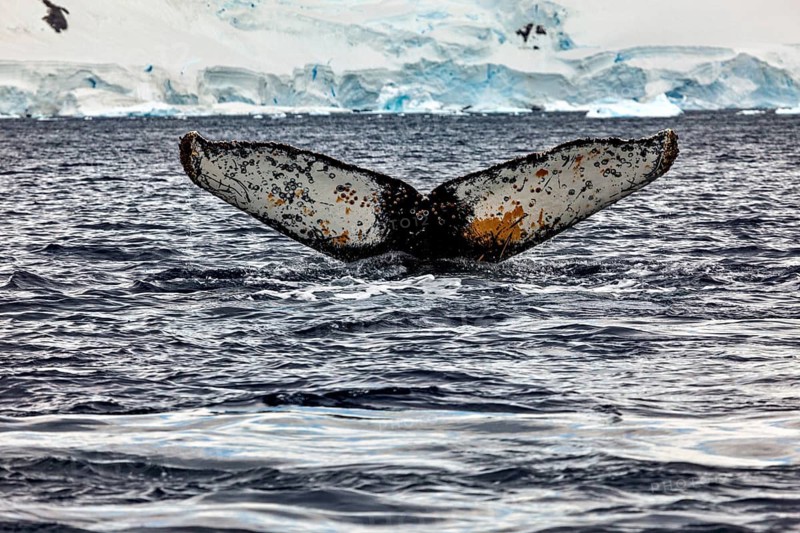 A whale shows its fin above the icy waves of the Antarctic, The fluke of a diving humpback whale in the Antarctic (Megaptera novaeangliae)