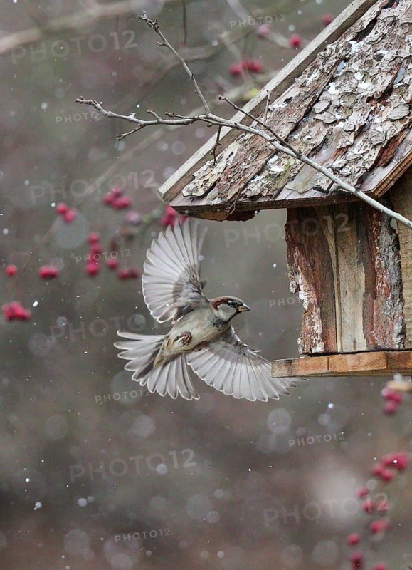 House Sparrow (Passer domesticus) flying to a feeding house, Baden-Wuerttemberg, Germany