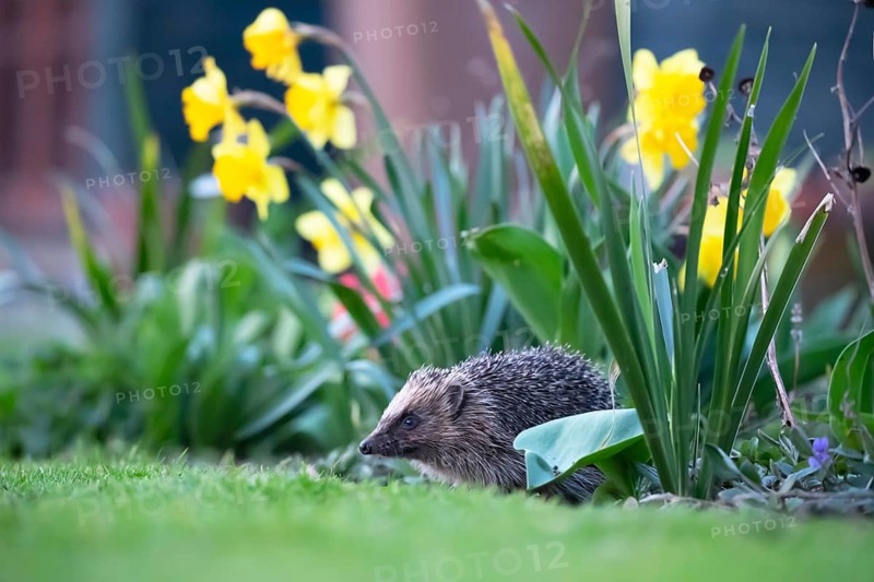 European hedgehog (Erinaceus europaeus) adult animal in a garden flower border in springtime, Suffolk, England, United Kingdom