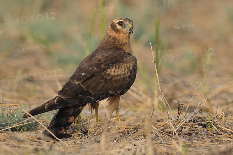 Pallid Harrier (Circus macrourus), India