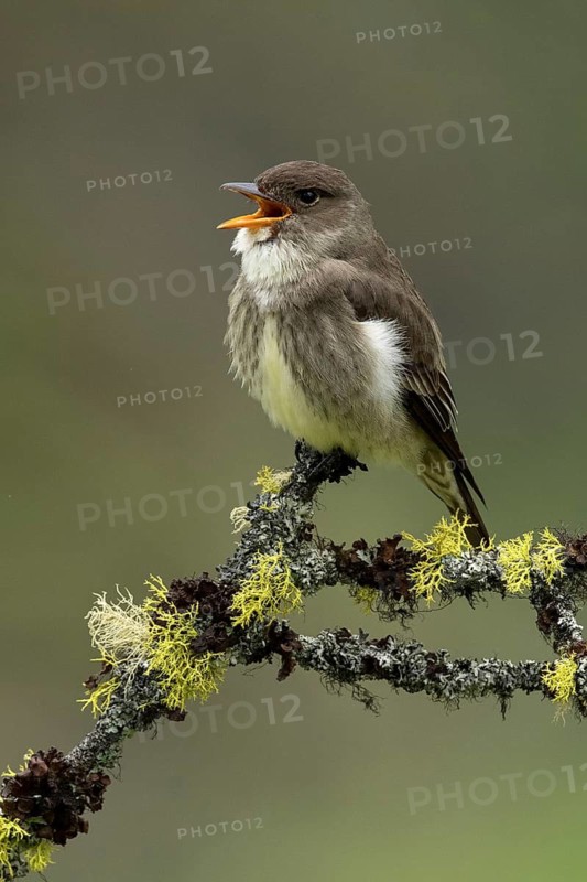 Olive-sided Flycatcher (Contopus cooperi) singing, British Columbia, Canada