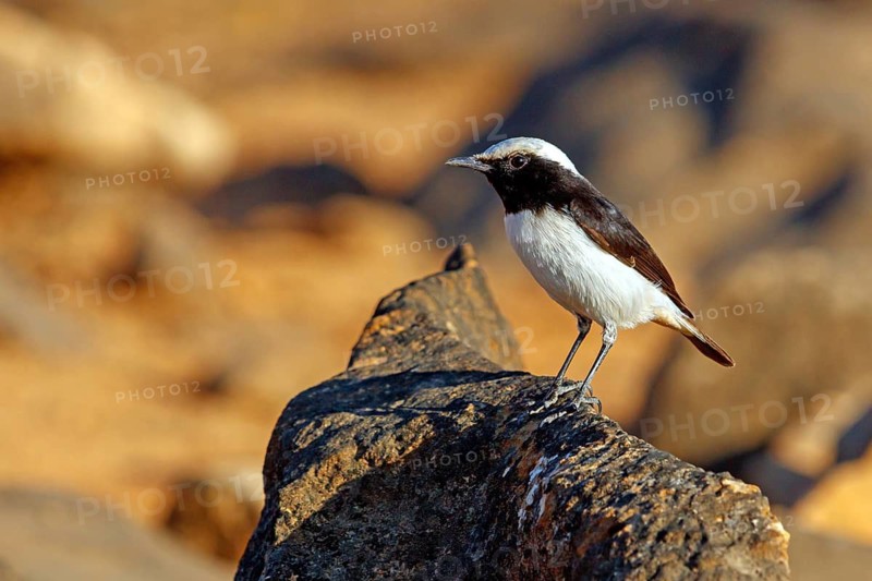 Arabian wheatear, (Oenanthe lugentoides), flycatcher family, biotope, perches on rocks, Jabal Samhan, Salalah, Dhofar, Oman