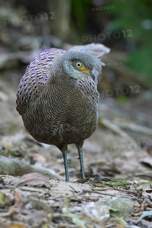 Grey Peacock-Pheasant (Polyplectron bicalcaratum) male, Thailand