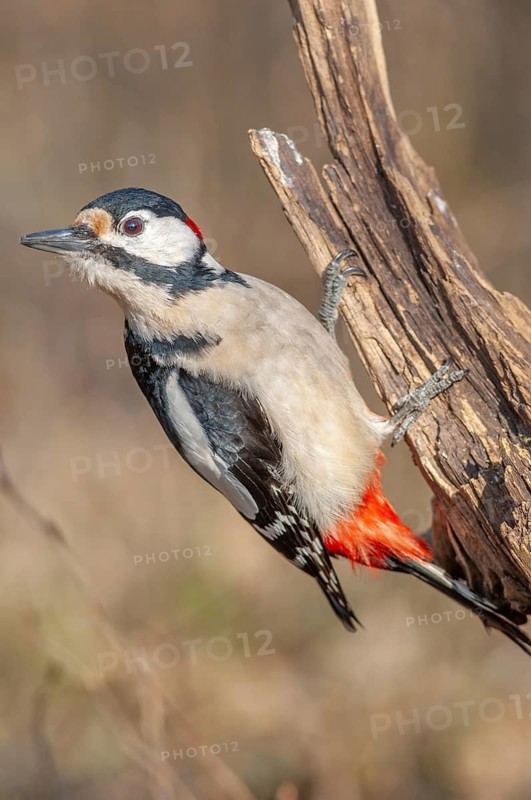 A bird with red and black feathers sits on a branch. Great woodpecker (Dendrocopos major) . Lower Rhine, Alsace, France