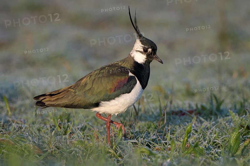 Kiebitz (Vanellus vanellus), Lapwing, mit Rauhreif, morgens, April, Insel Texel, Nordholland, Nordsee, Niederlande