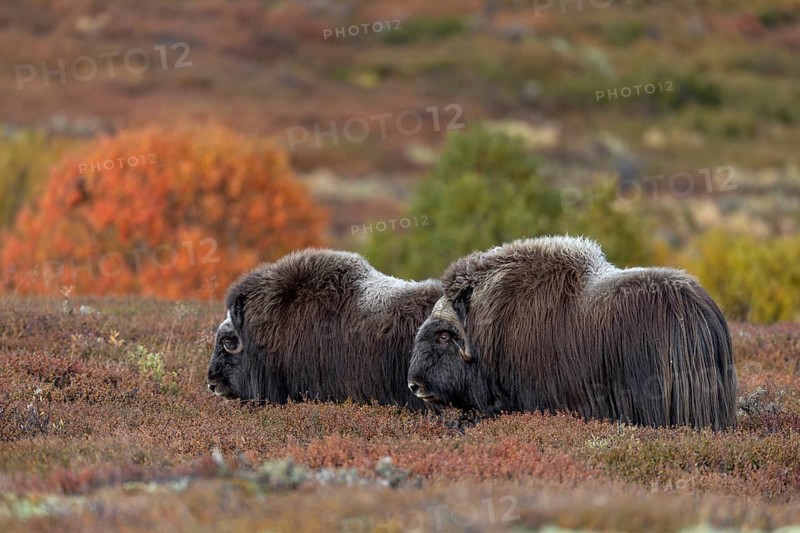 After mating, the pair of musk oxen (Ovibos moschatus) stand together for a few minutes, autumn, autumn landscape, Ruska, Tundra landscape, September, Norway