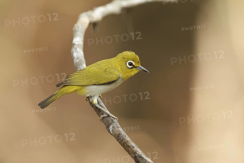 Oriental White-eye (Zosterops palpebrosus), Thailand