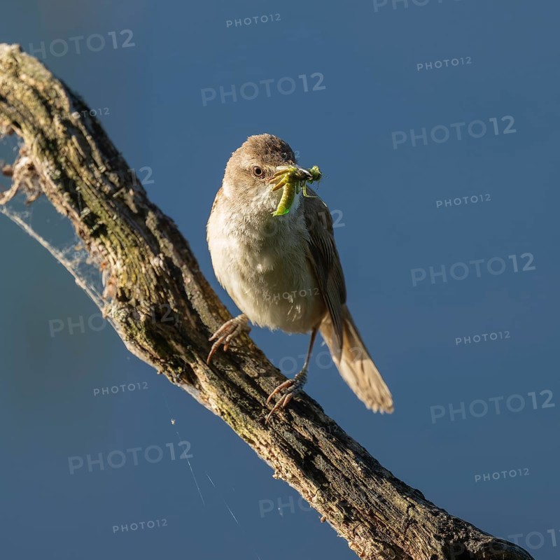 Great Reed Warbler (Acrocephalus arundinaceus) with food in its beak standing on an old branch, blue water behind, Lower Saxony, Germany