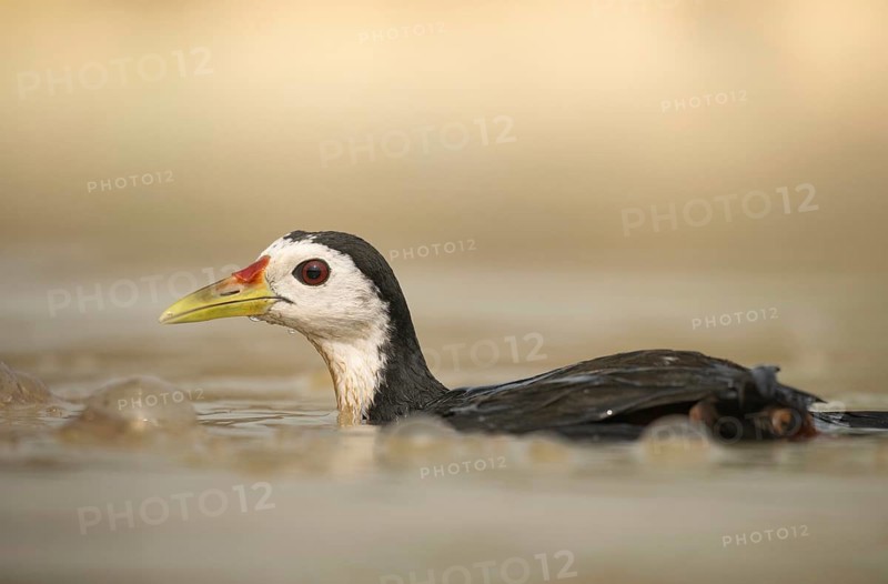 A white-breasted waterhen (Amaurornis phoenicurus) in the water, Sreepeur, Gazipur
